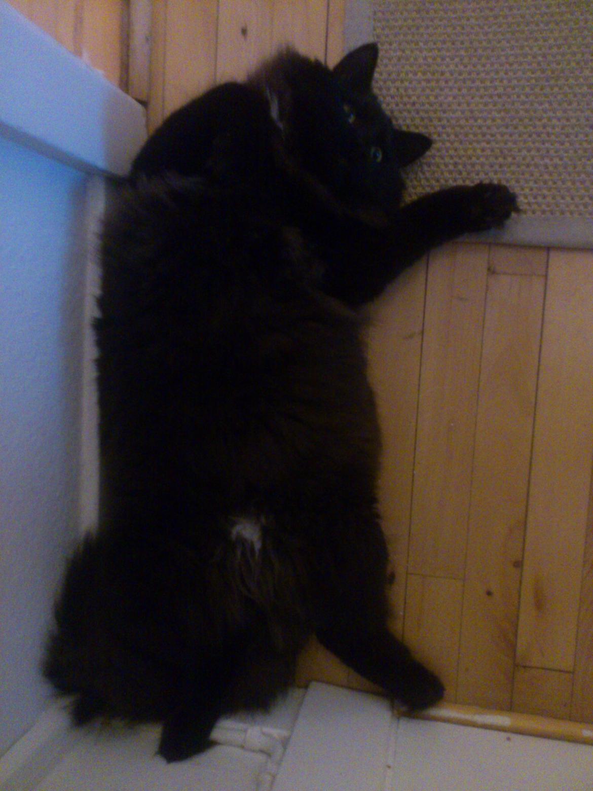 Blanding af racer Nero billede 13