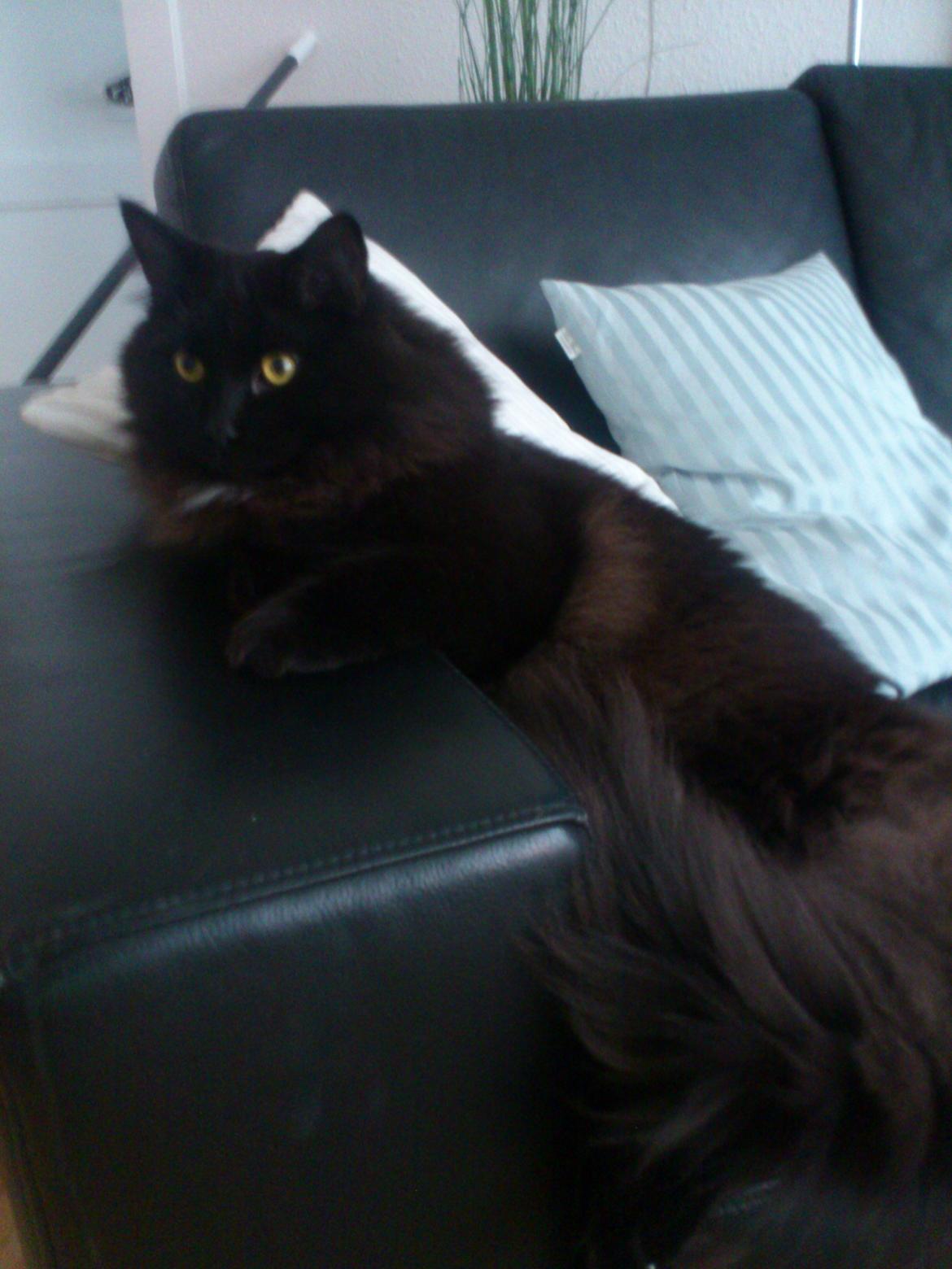 Blanding af racer Nero billede 14