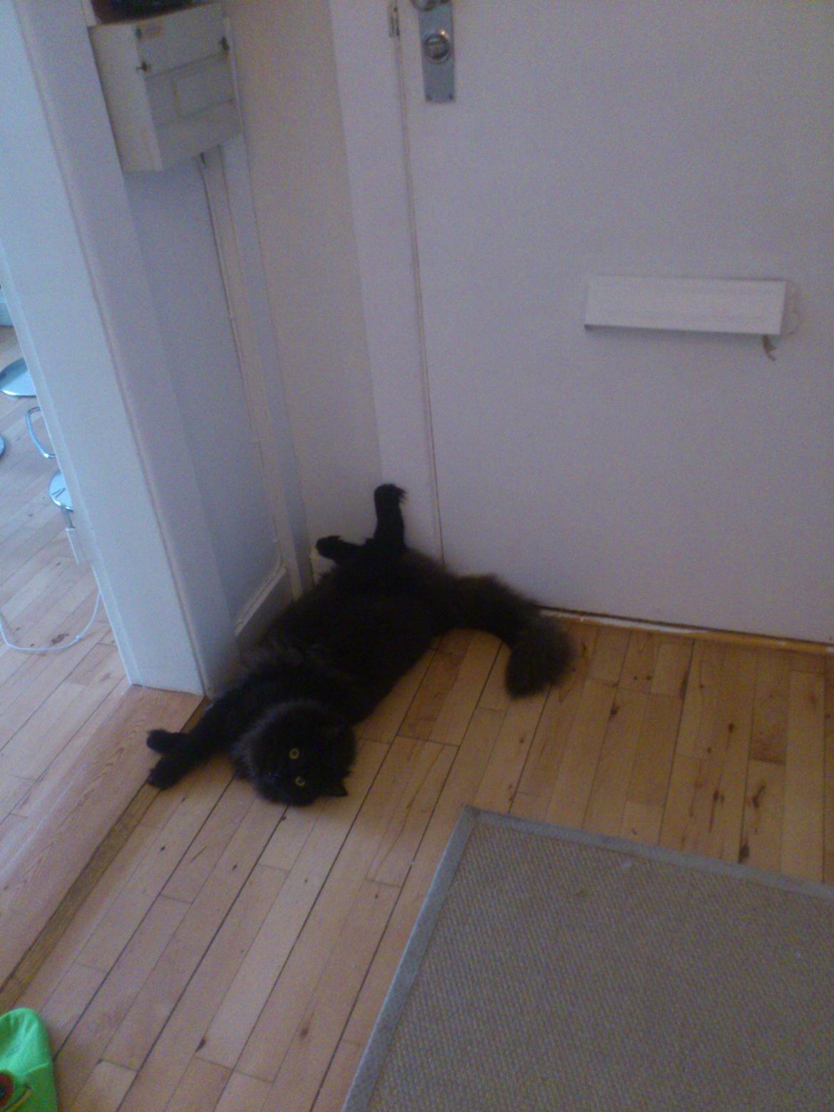 Blanding af racer Nero billede 15