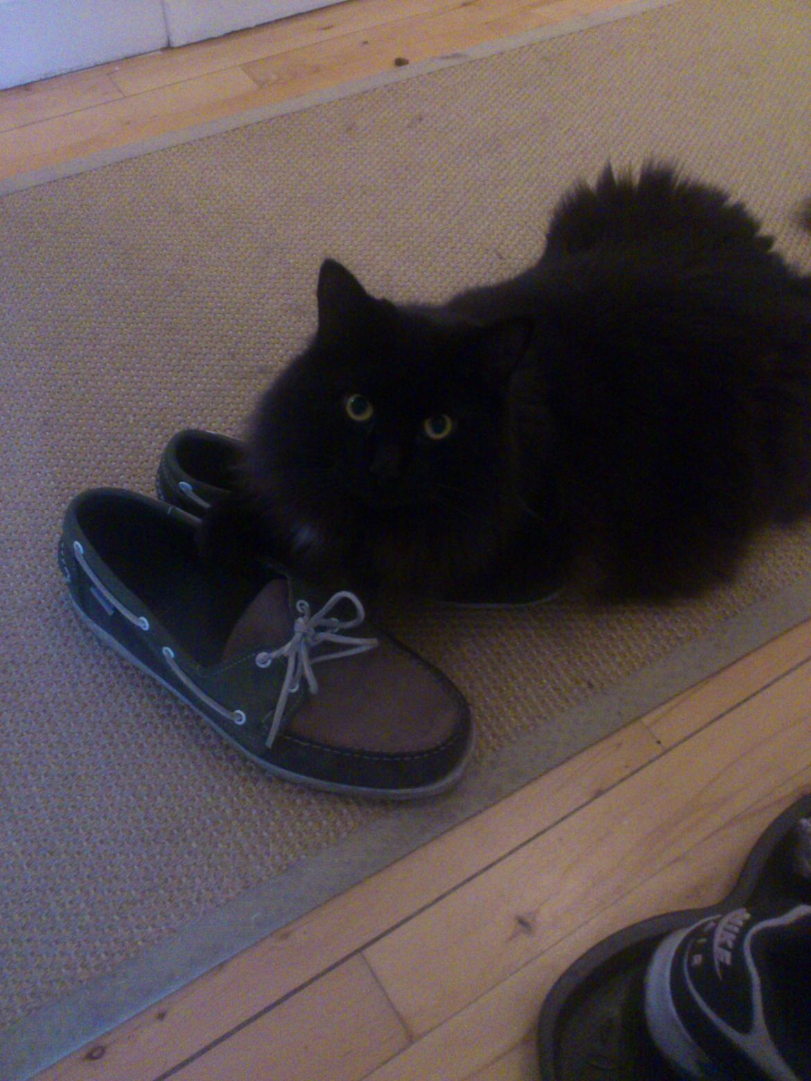 Blanding af racer Nero billede 16