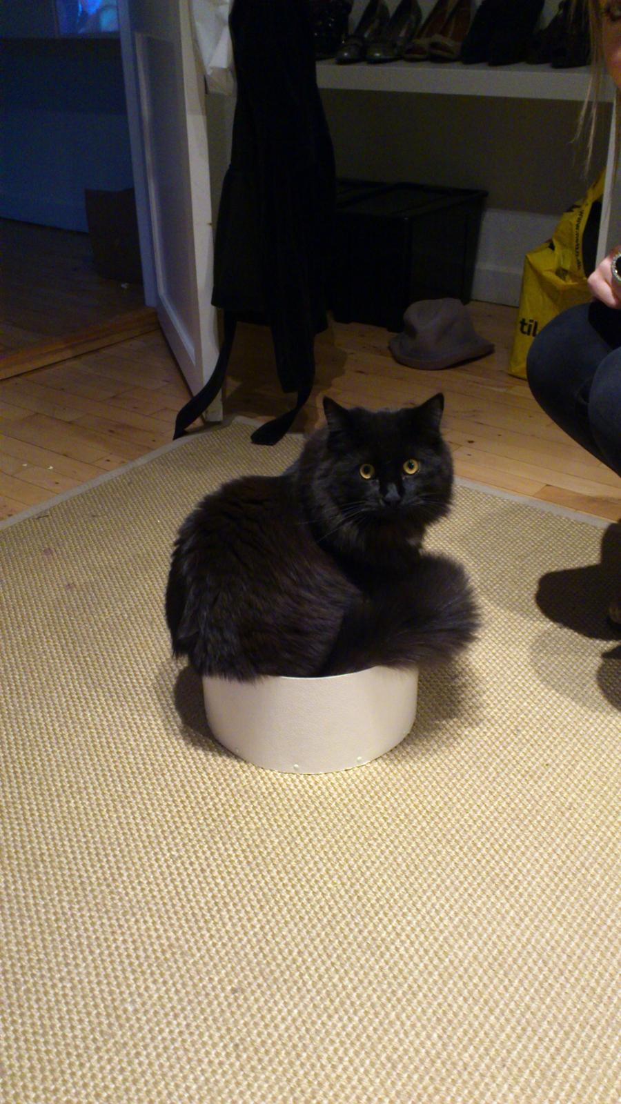 Blanding af racer Nero billede 5