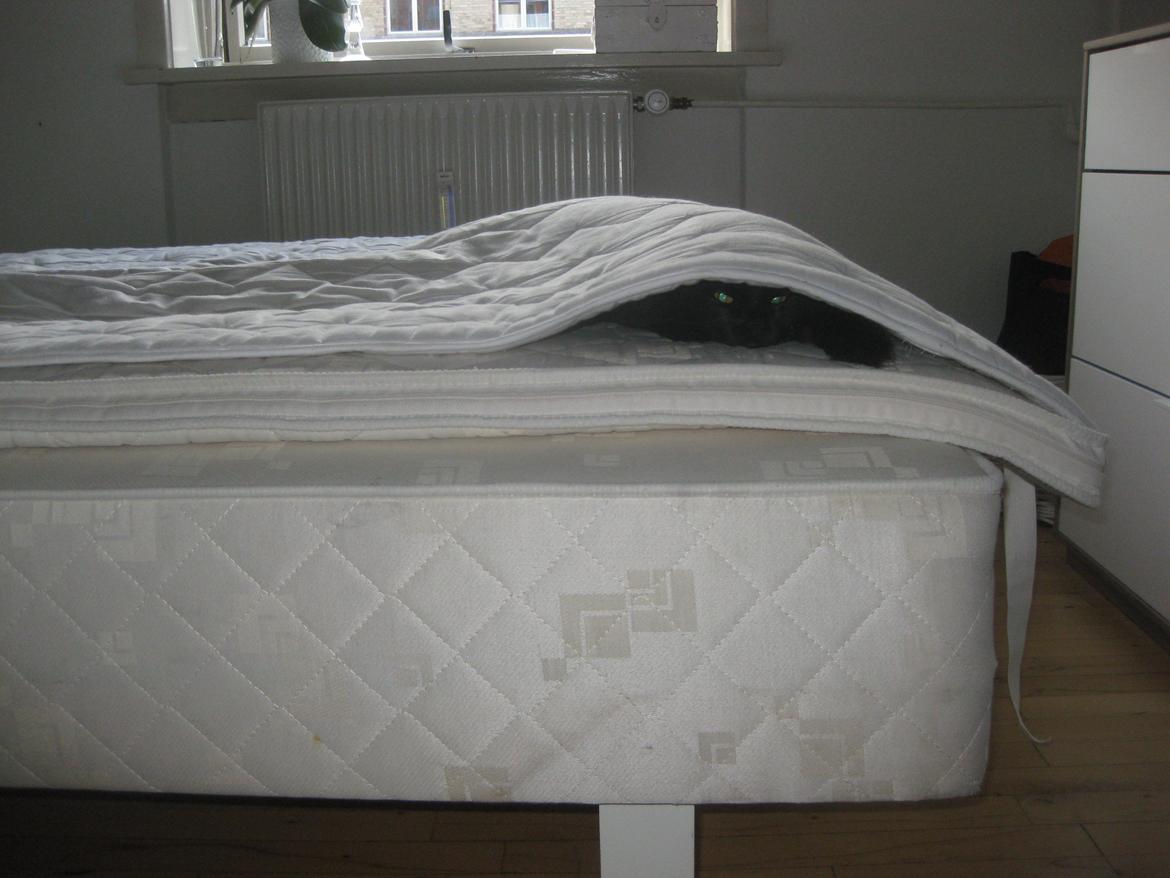 Blanding af racer Nero billede 17