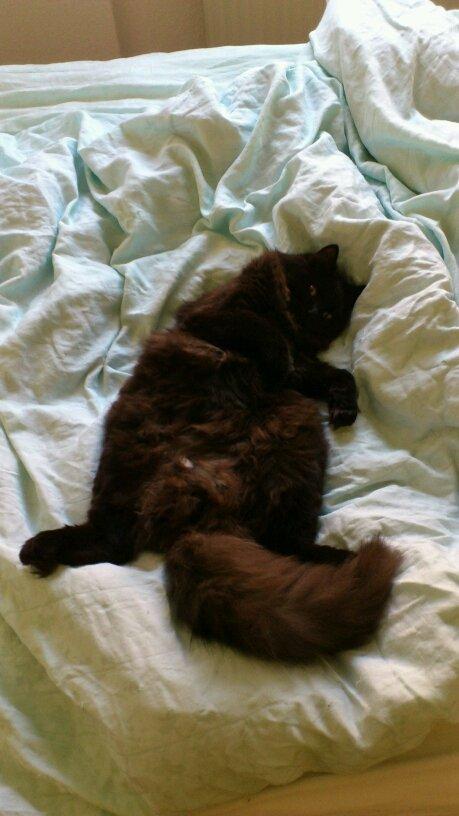 Blanding af racer Nero billede 18