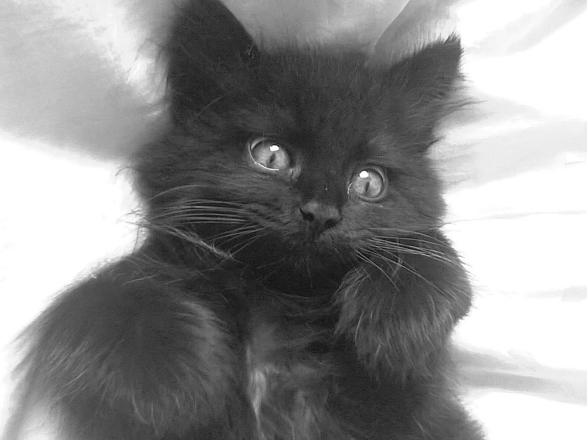 Blanding af racer Nero billede 1