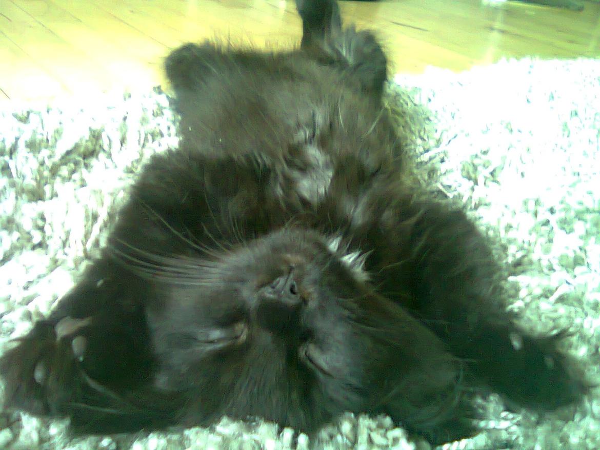 Blanding af racer Nero billede 2