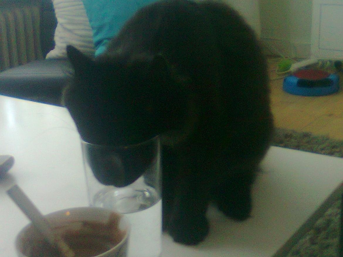 Blanding af racer Nero billede 19