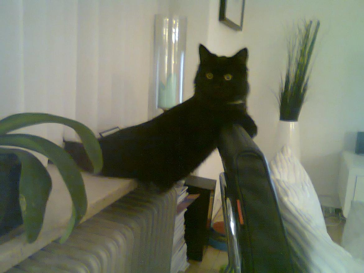 Blanding af racer Nero billede 20