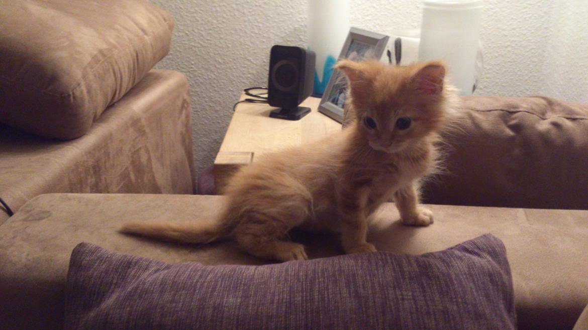 Maine Coon Cherie <3 billede 7