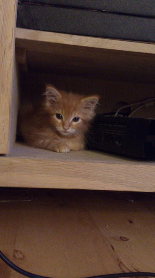 Maine Coon Cherie <3 billede 8