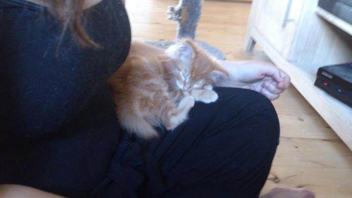 Maine Coon Cherie <3 billede 9