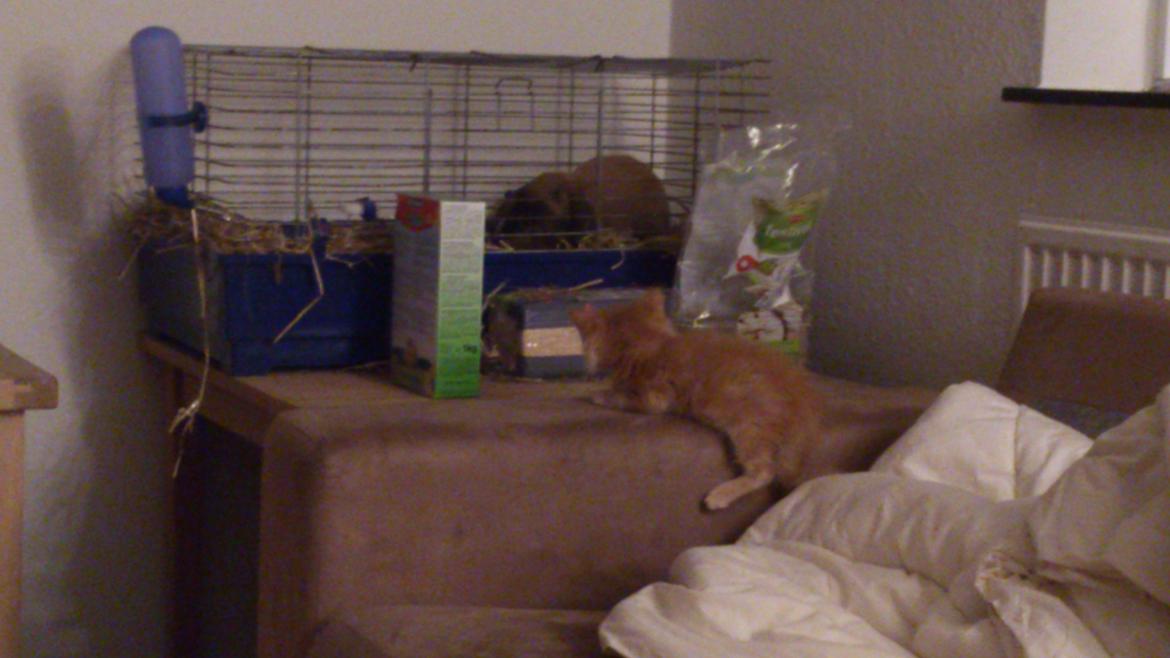 Maine Coon Cherie <3 billede 10