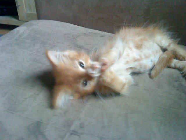 Maine Coon Cherie <3 billede 11