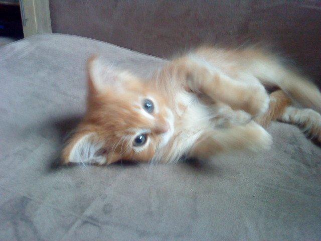 Maine Coon Cherie <3 billede 12