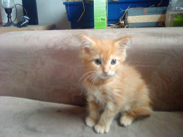 Maine Coon Cherie <3 billede 13
