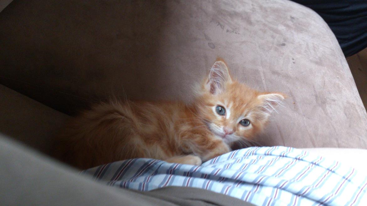 Maine Coon Cherie <3 billede 14