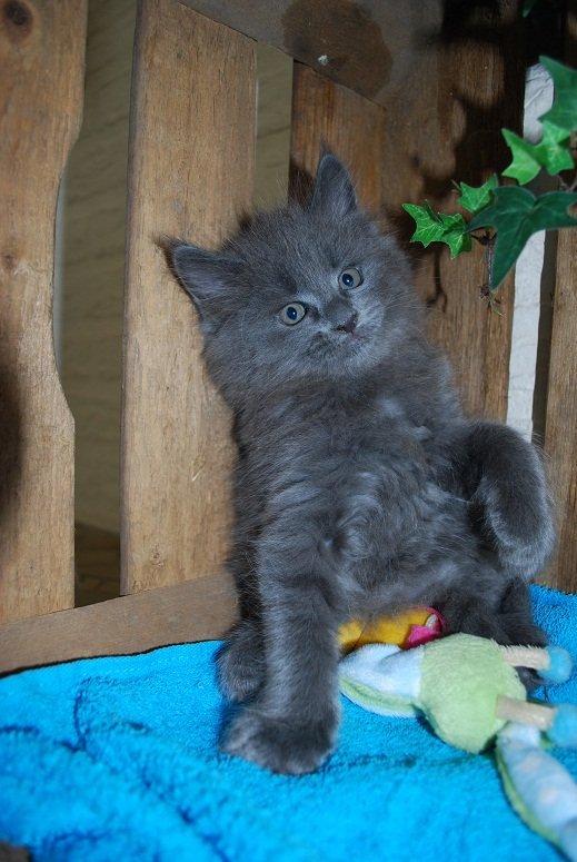 Maine Coon Chado Chazz Van R & S 14/4 - # 18. 1 juni 2012 billede 18