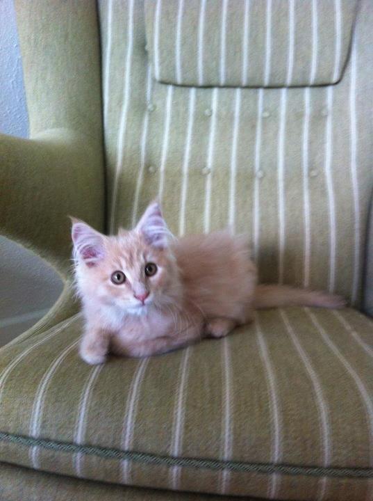 Maine Coon Tofee - Som killing billede 3