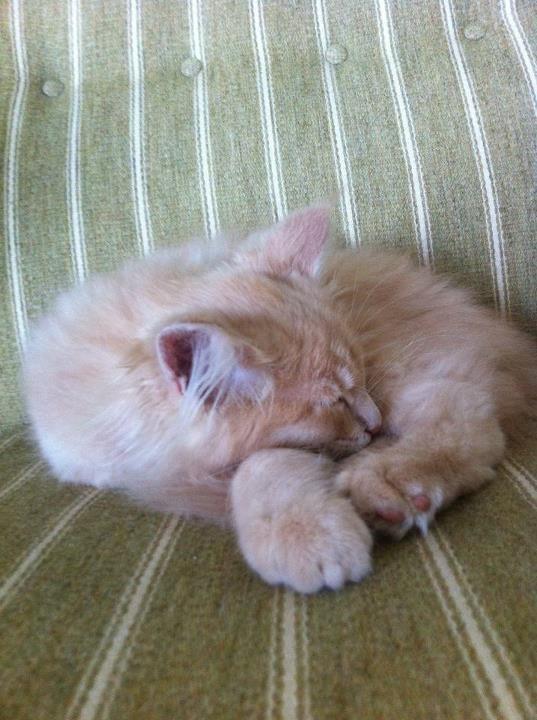 Maine Coon Tofee - Som killing billede 4