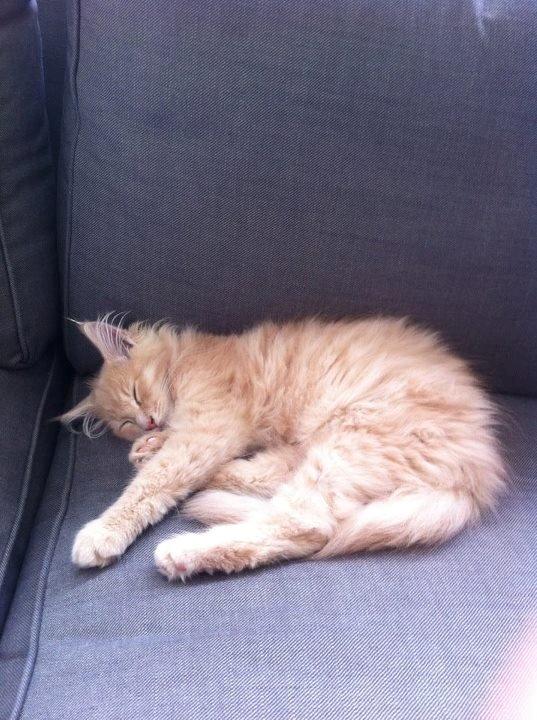 Maine Coon Tofee - Som killing billede 5