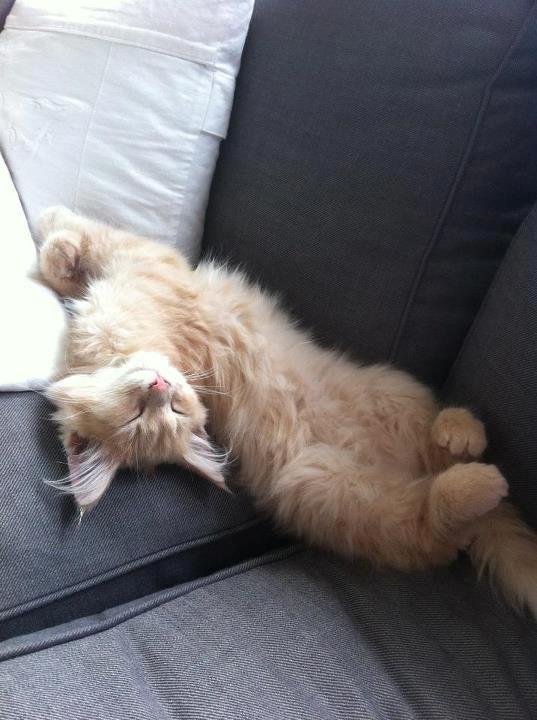 Maine Coon Tofee - Som killing billede 6