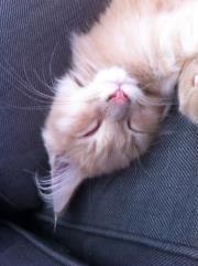 Maine Coon Tofee - Som killing  billede 7