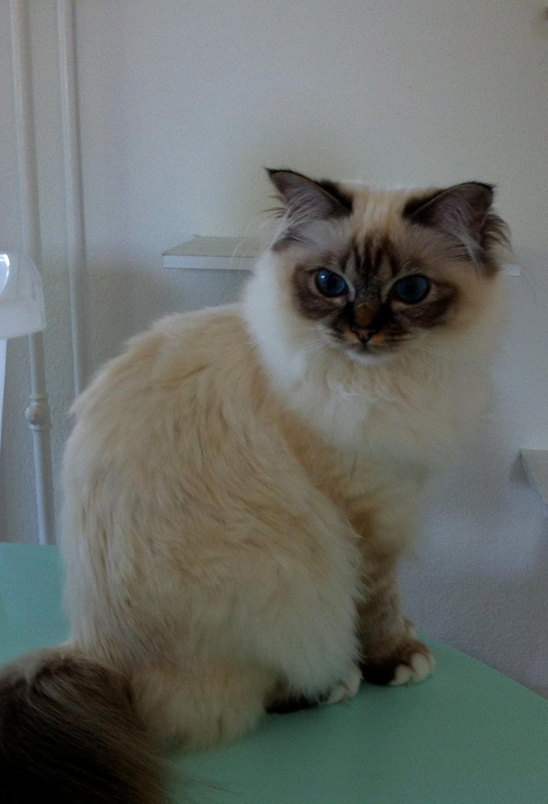 Hellig Birma Chicabee Viva la Vida - Lille V 10 måneder billede 14