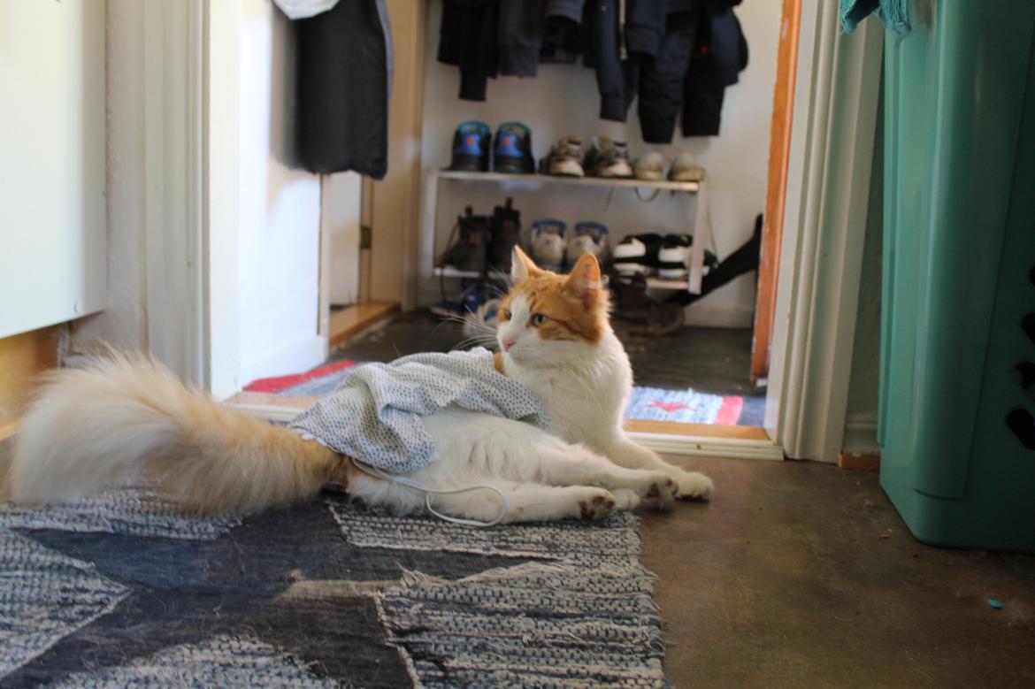 Blanding af racer Crash - Crash ordner vasketøj, her kan man også rigtig se hans skovkattehale han har groet sig ;) billede 19