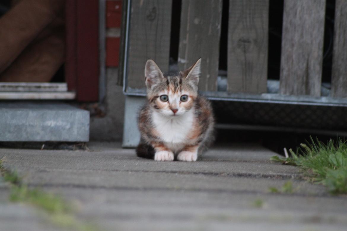 Blanding af racer Hope - Lille hope nogle uger hos os billede 4