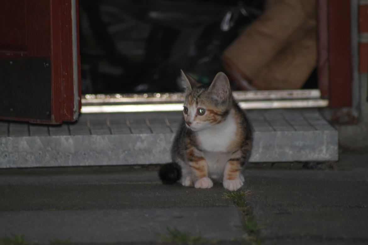 Blanding af racer Hope billede 7