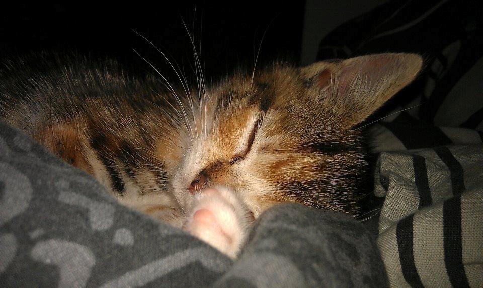 Blanding af racer Hope - Den lille puttegris
 billede 8