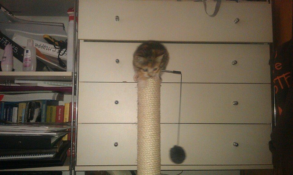 Blanding af racer Hope billede 9