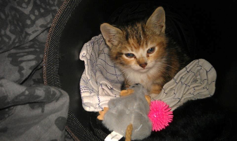 Blanding af racer Hope - Hope på 3 dagen hos os  billede 10