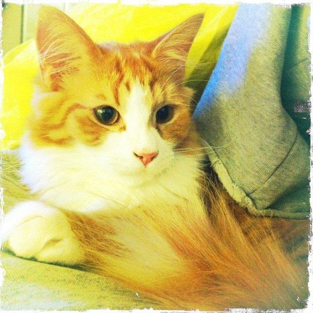 Blanding af racer Thomas O'Malley billede 1