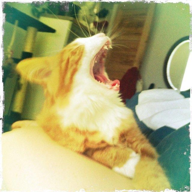 Blanding af racer Thomas O'Malley billede 4