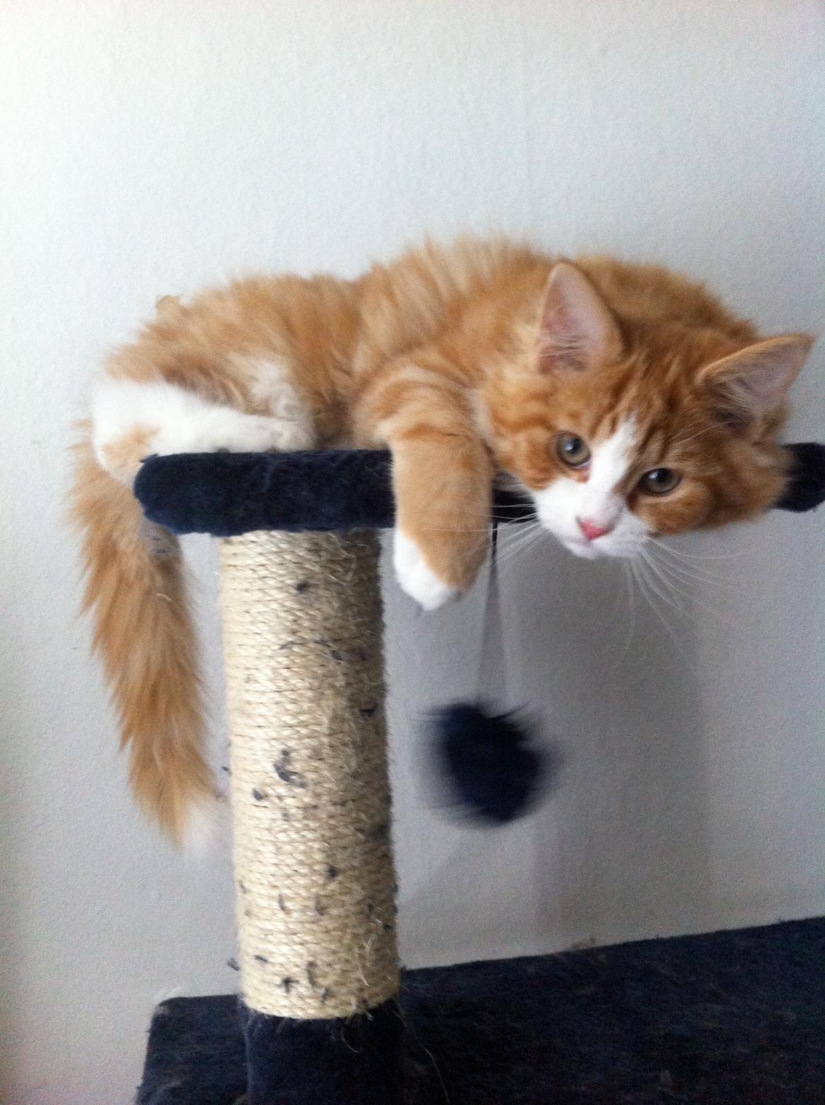 Blanding af racer Thomas O'Malley billede 5