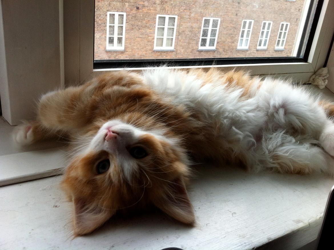 Blanding af racer Thomas O'Malley billede 6