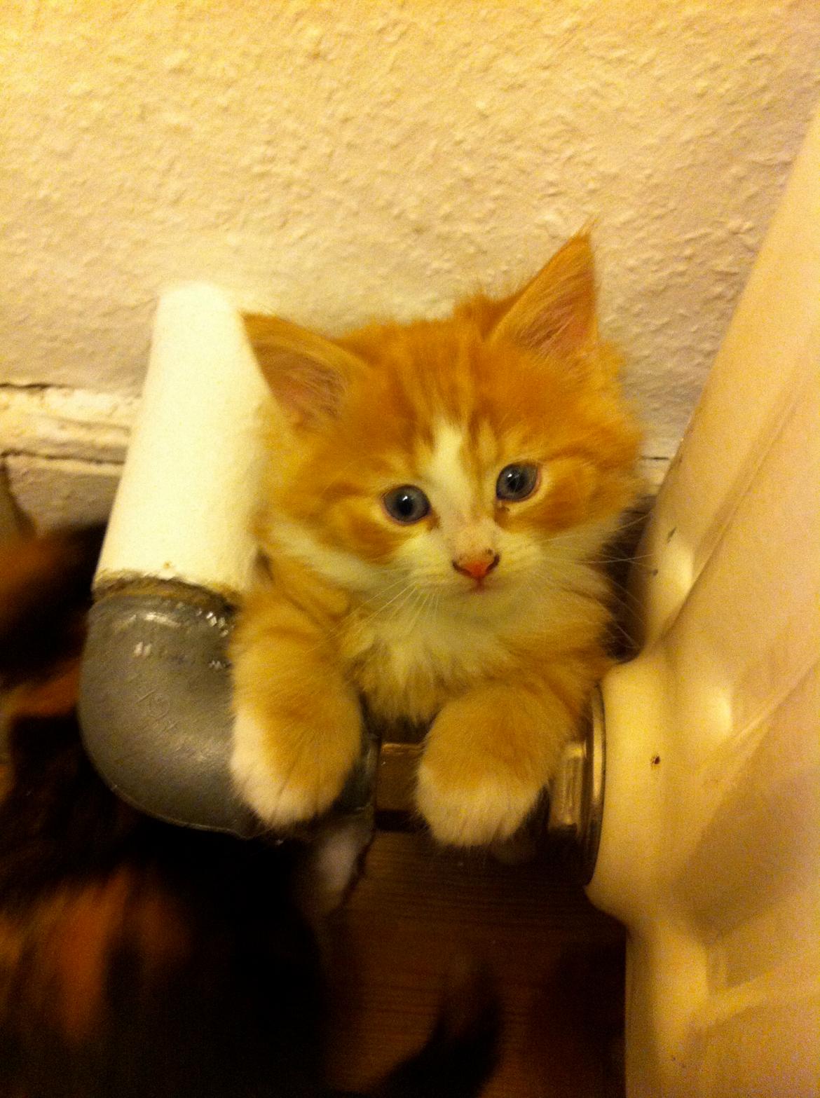 Blanding af racer Thomas O'Malley billede 7