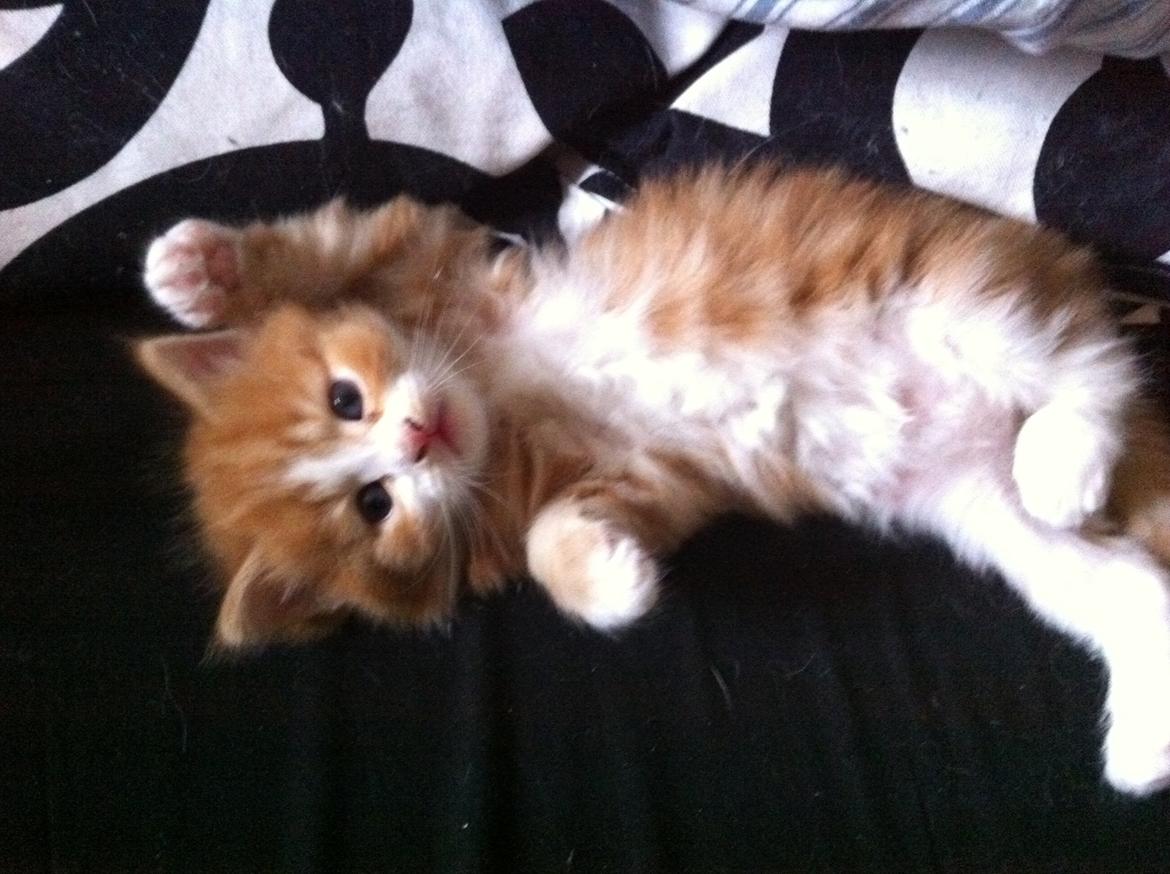 Blanding af racer Thomas O'Malley billede 8