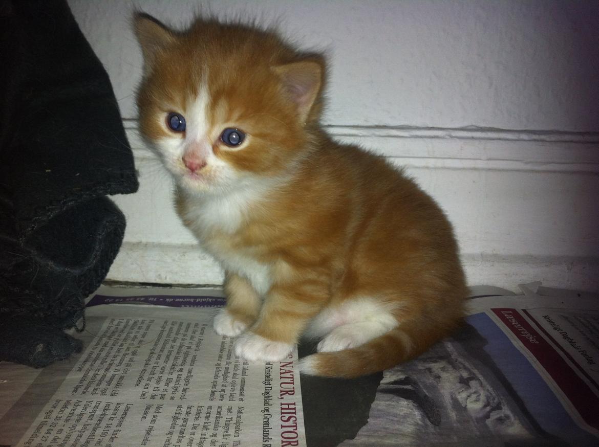 Blanding af racer Thomas O'Malley billede 9