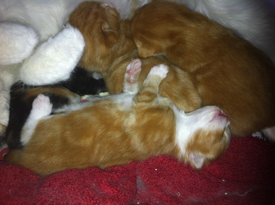 Blanding af racer Thomas O'Malley billede 10