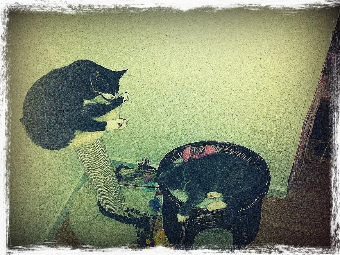 Huskat Robin hood billede 12