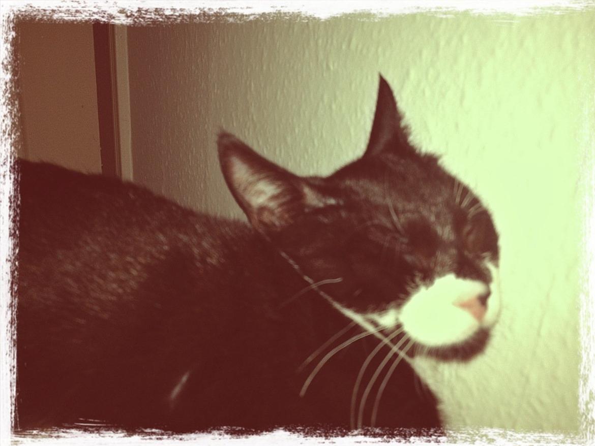 Huskat Lille John billede 2