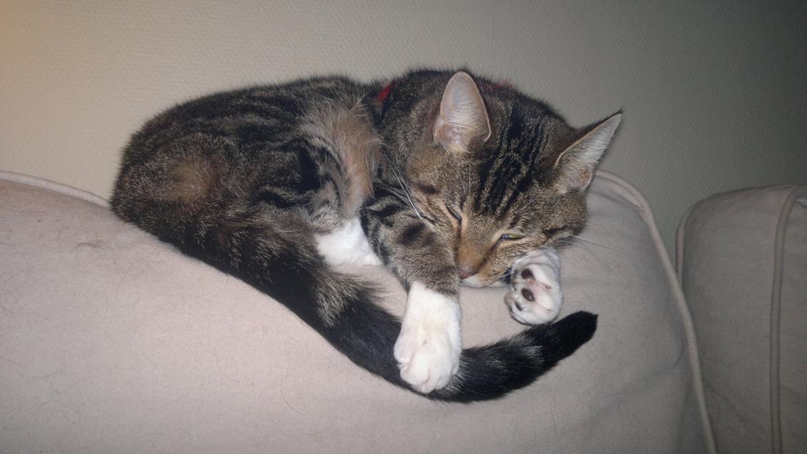 Blanding af racer Frida billede 1