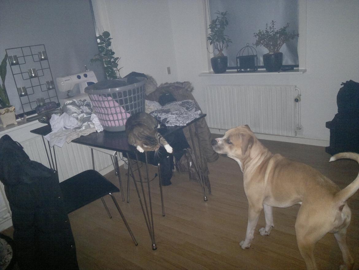 Blanding af racer Frida billede 2