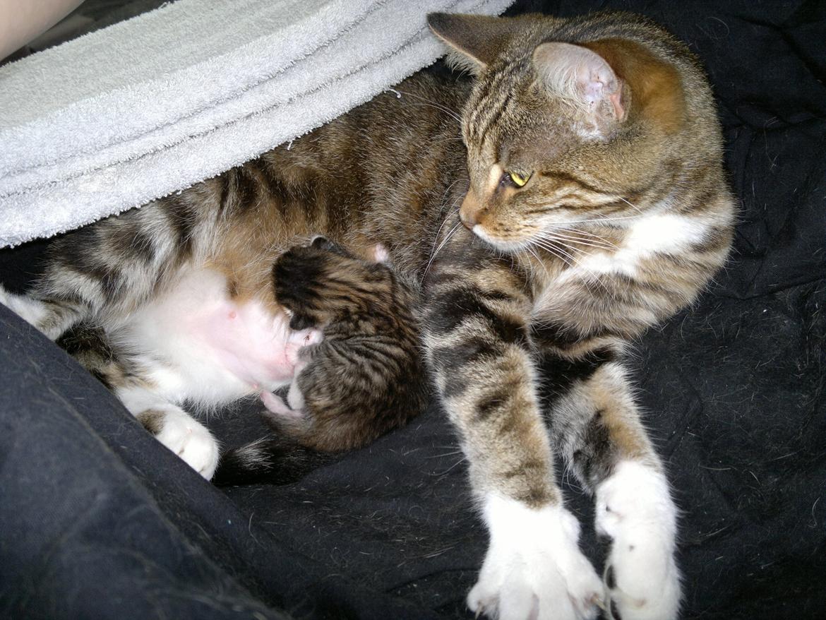 Blanding af racer Frida billede 3