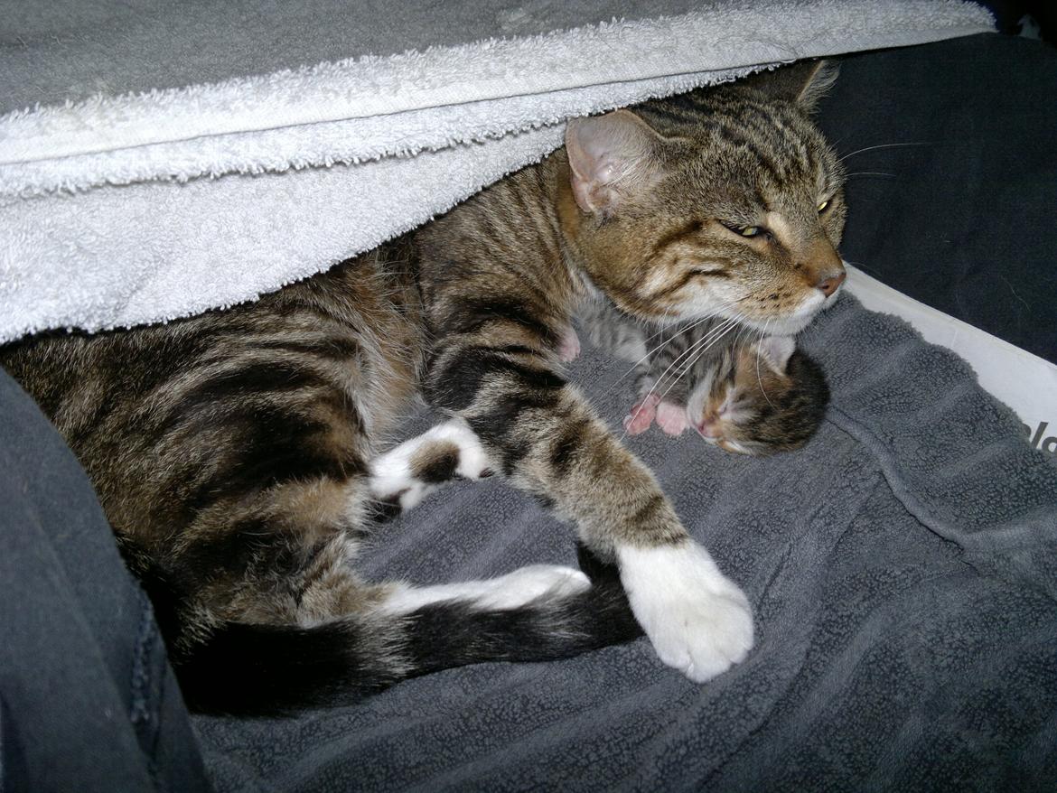 Blanding af racer Frida billede 4