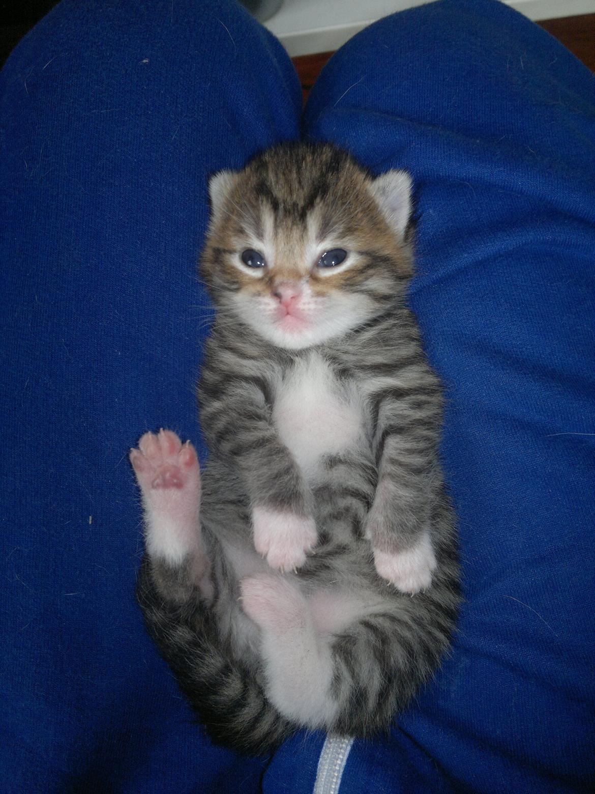 Blanding af racer Frida billede 5