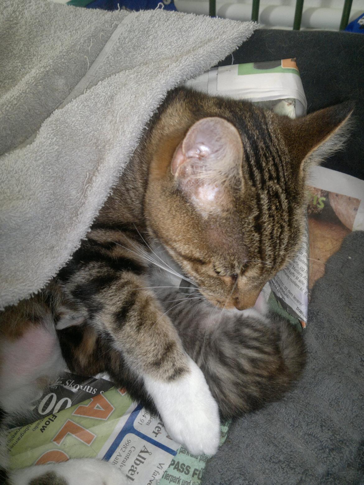 Blanding af racer Frida billede 6