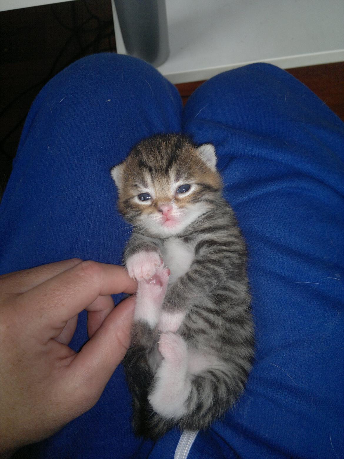 Blanding af racer Frida billede 7