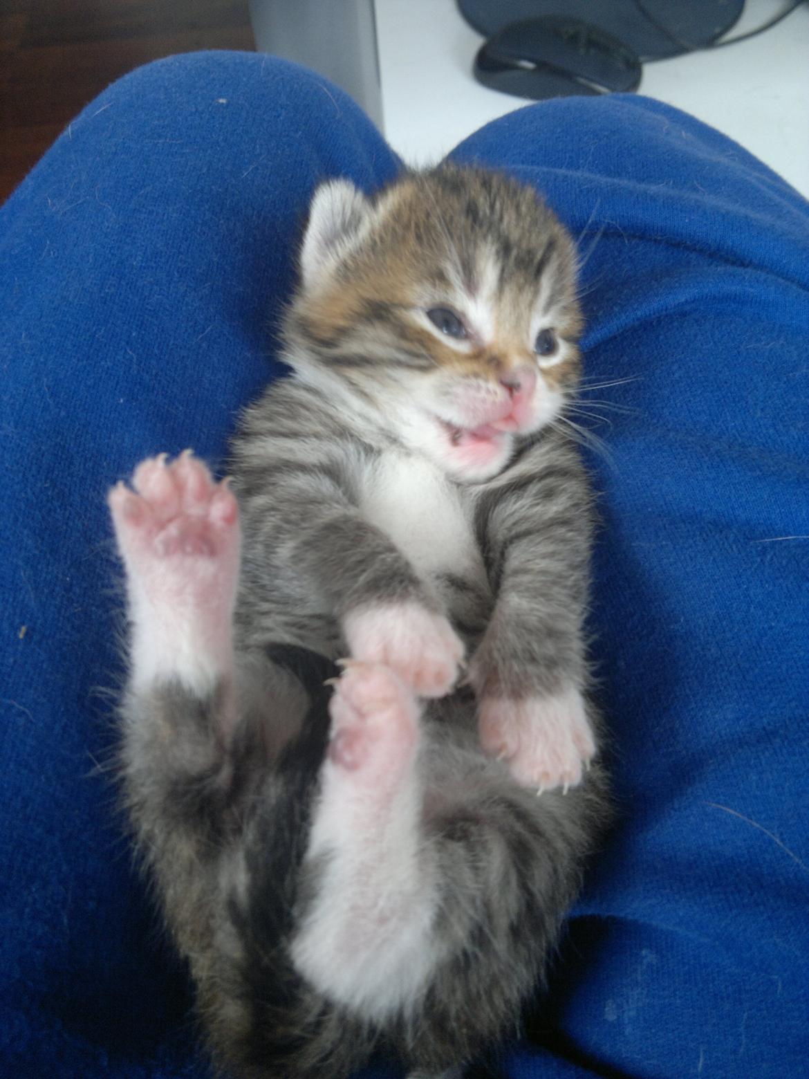 Blanding af racer Frida billede 8